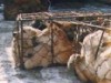 China Dogs China Dogs