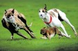 Hare Coursing is dying...thankfully! Hare Coursing is dying...thankfully!