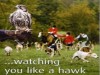 Watching you like a hawk Watching you like a hawk