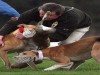 The "sport" backed by some leading FG ministers and TDs The "sport" backed by some leading FG ministers and TDs