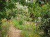 food_forest_2.jpg.jpeg food_forest_2.jpg.jpeg