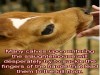 Gentle animals sent abroad to die violently for profit. Gentle animals sent abroad to die violently for profit.