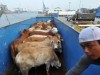Stop live animal exports -respect all beings right to life-go vegan. Stop live animal exports -respect all beings right to life-go vegan.