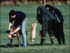 animal abuse is not sport animal abuse is not sport