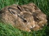 Hares in their natural habitat...before a twisted coursing club reaches them Hares in their natural habitat...before a twisted coursing club reaches them