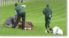UNNECESSARY HORSE SUFFERING UNNECESSARY HORSE SUFFERING