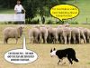 Image1 Standing-apart-from-the-herd Image1 Standing-apart-from-the-herd