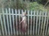 Hunting hound hanged. Hunting hound hanged.