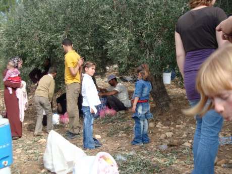 Picking olives
