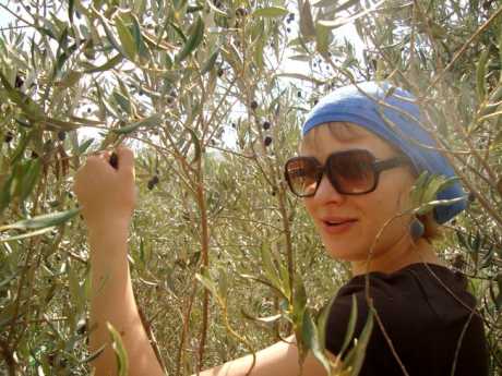 Picking olives