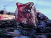 fishgasping_228.jpg fishgasping_228.jpg