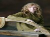 Harpist Siobhán Armstrong Harpist Siobhán Armstrong
