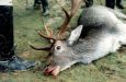 stag_dead.jpg stag_dead.jpg