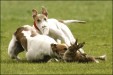 Greyhounds maul hare at premier Irish coursing event Greyhounds maul hare at premier Irish coursing event