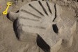 sand_shell.jpg sand_shell.jpg