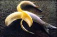 cropped_bananafish.jpg cropped_bananafish.jpg
