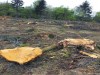 Chevy Chase Tree Felling Chevy Chase Tree Felling