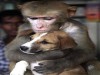 Not ours to use.....end vivisection Not ours to use.....end vivisection