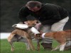 Hare coursing "sport": Advertisers pulling out... Hare coursing "sport": Advertisers pulling out...