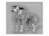 greyhoundgrayelegance.jpg greyhoundgrayelegance.jpg