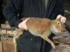 Hare Coursing....end this now. Hare Coursing....end this now.