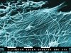 ebola_virus.jpg ebola_virus.jpg