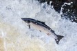 salmon_leap_workshop_oct.jpg salmon_leap_workshop_oct.jpg