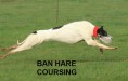 ban hare coursing ban hare coursing